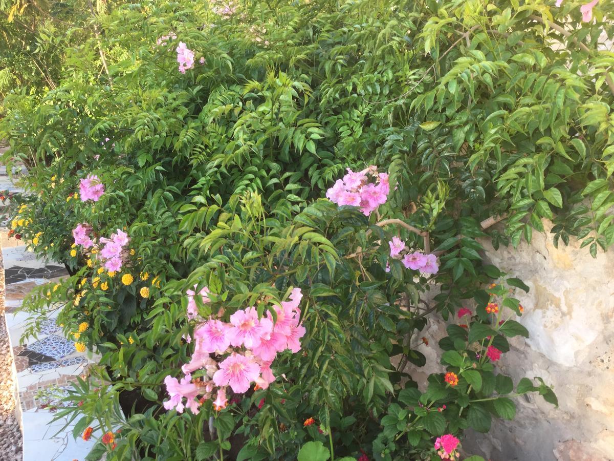 Country house Dar Albatros